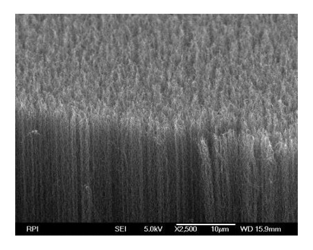 An Array of Carbon Nanotubes as the Darkest Man-made Material Ever